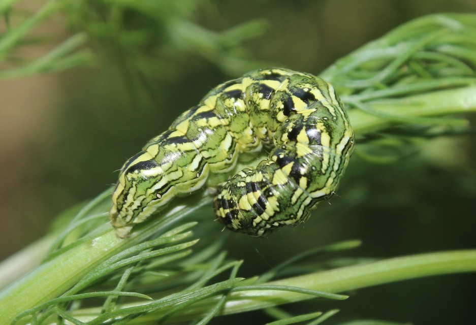 Cucullia chamomillae - székfű-csuklyásbagoly