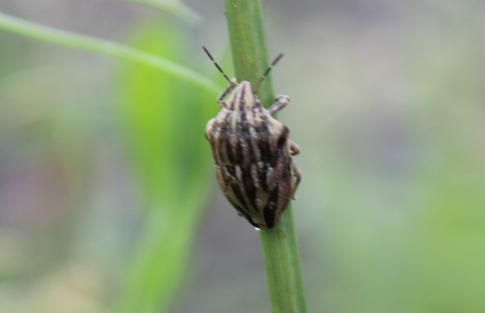 Odontotarsus purpureolineatus - tarka pajzsospoloska Odontotarsus purpureolineatus - tarka pajzsospoloska