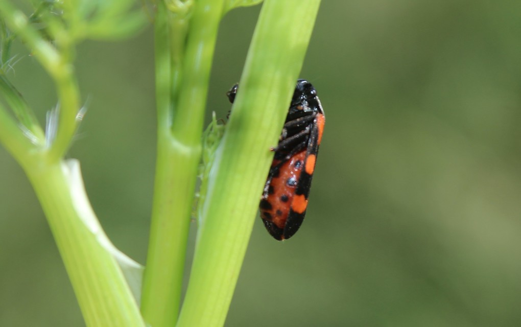 Cercopis