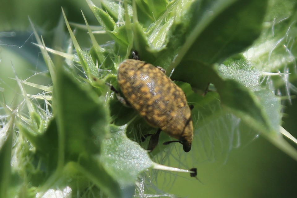 Larinus turbinatus - kúposorrú púderbarkó
