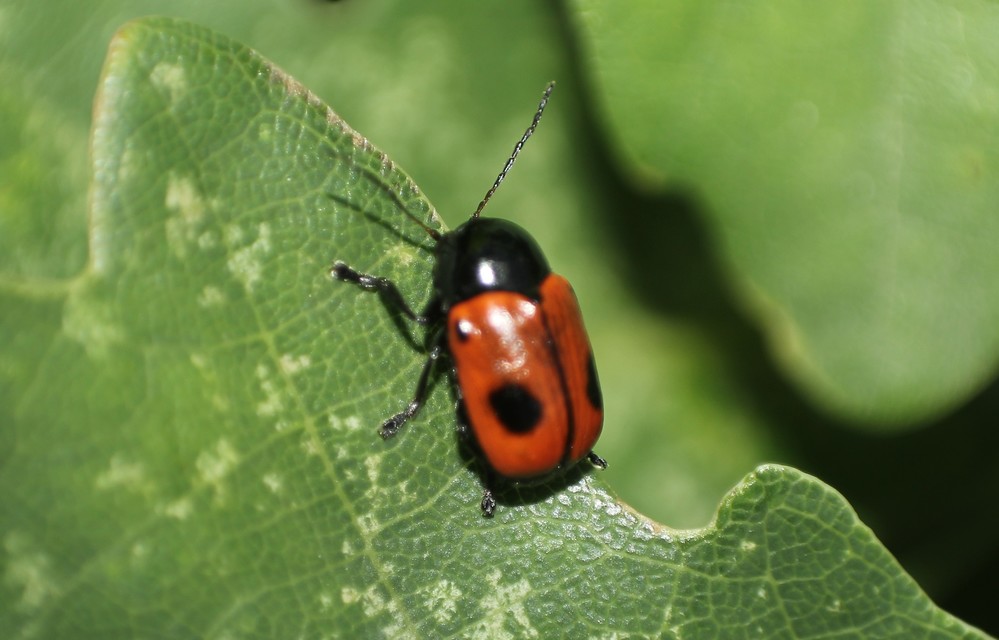 Cryptocephalus bipunctatus - kétpettyes zömökbogár