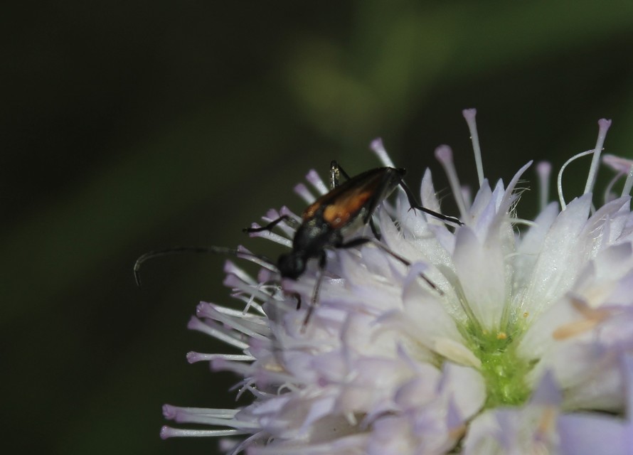 Stenurella melanura - feketevégű karcsúcincér