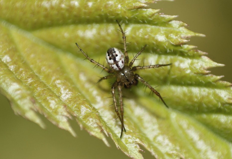 Mangora acalypha - réti keresztespók