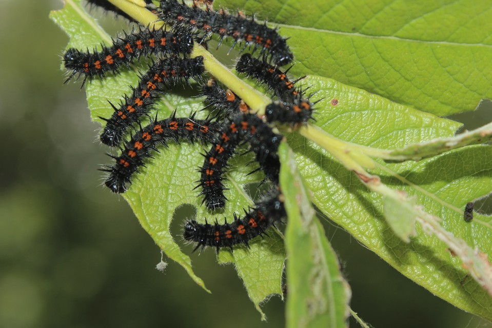 Nymphalis antiopa - gyászlepke