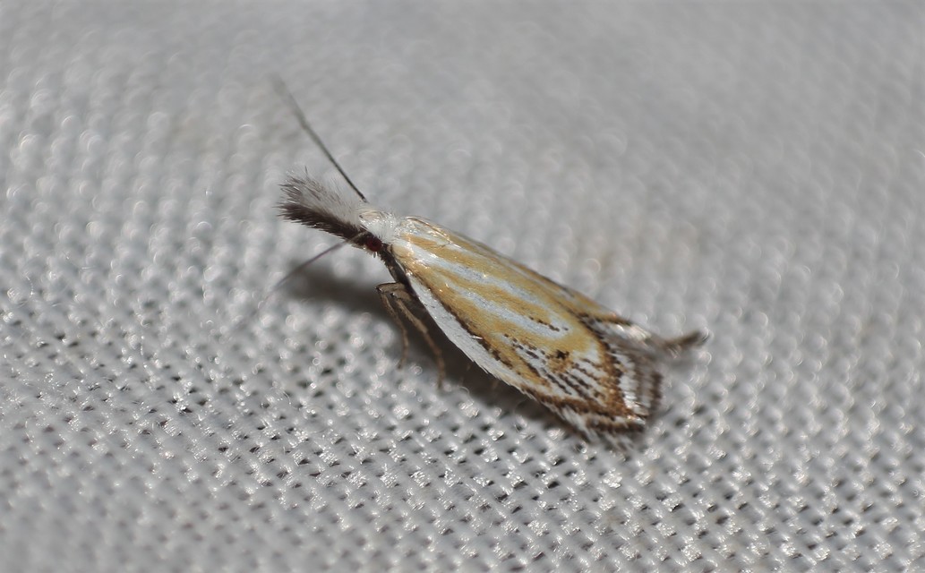 Holoscolia huebneri - sarlósszárnyú csíkosmoly