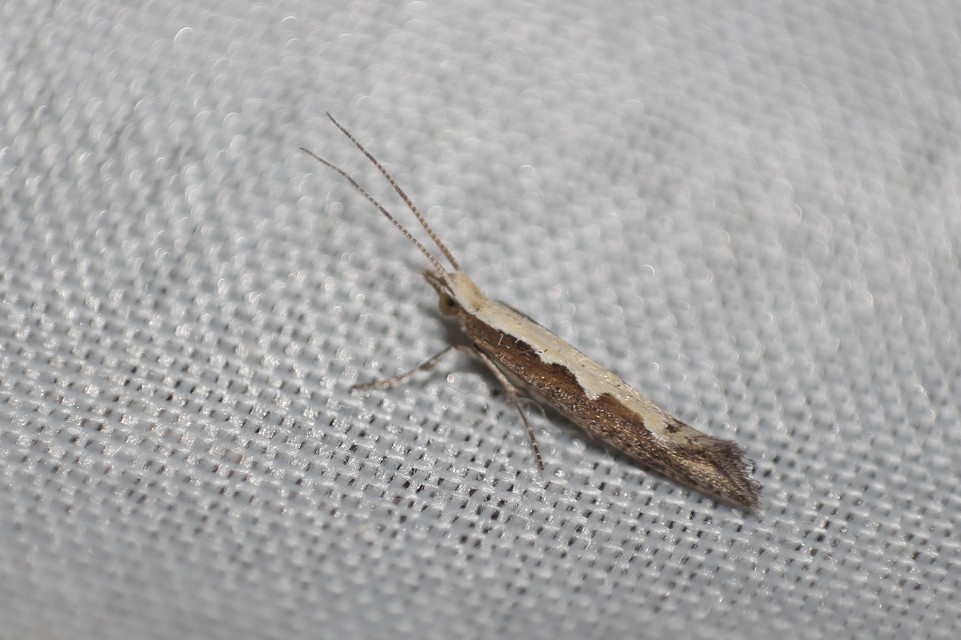 Plutella xylostella - káposztamoly