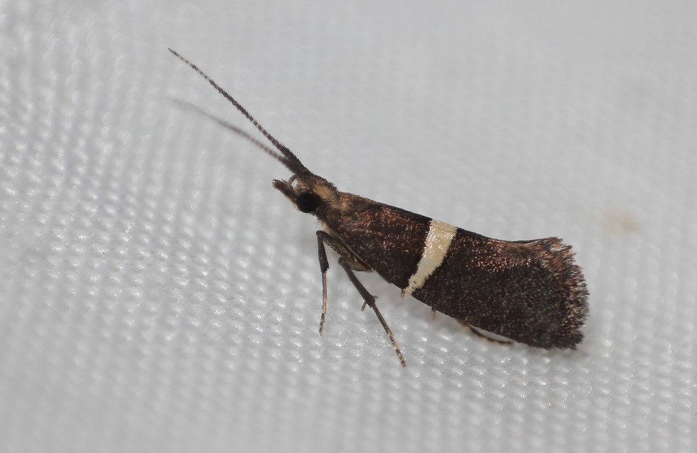 Eidophasia messingiella - kakukktormamoly
