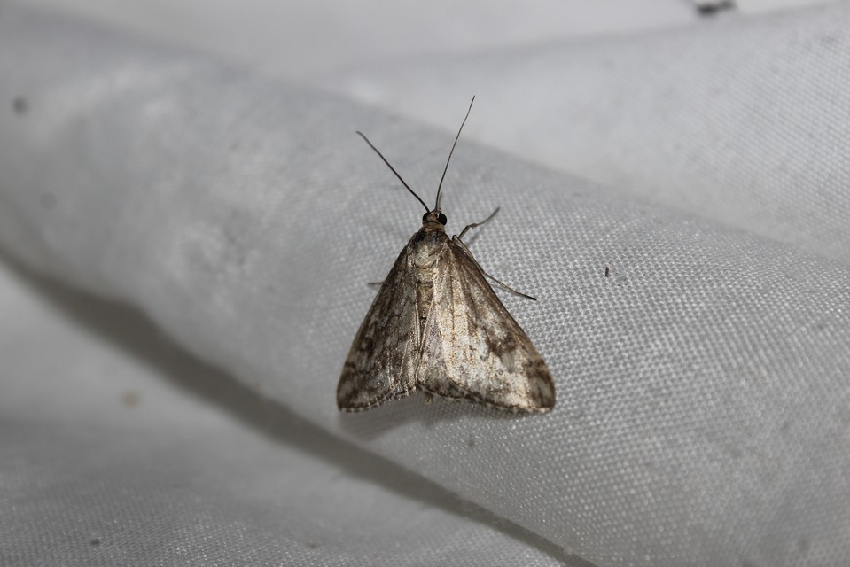 Evergestis frumentalis - tavaszi dudvamoly