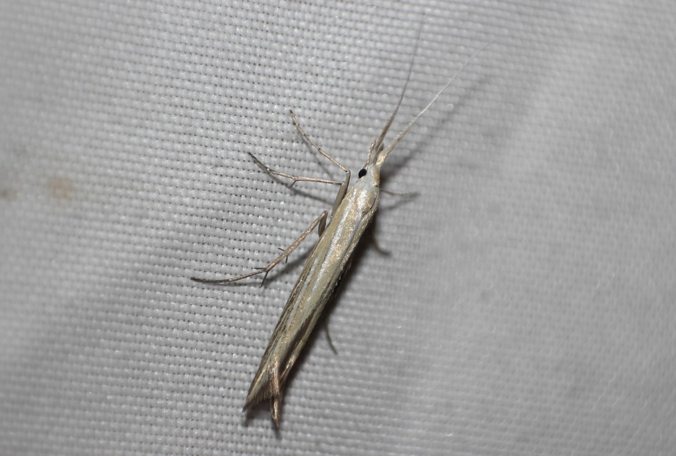 Coleophora