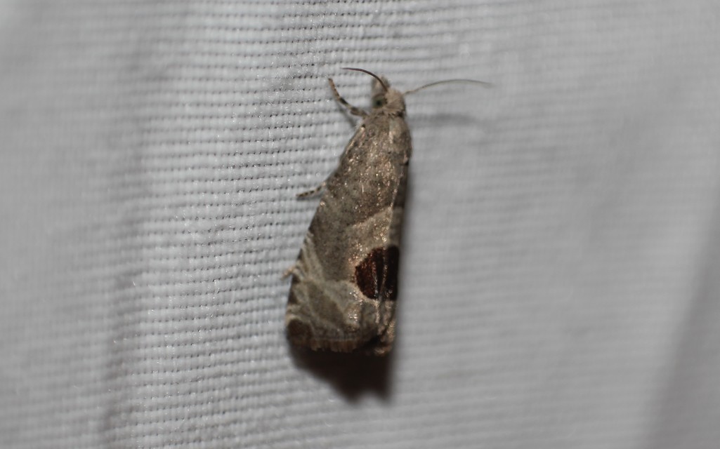 Notocelia uddmanniana - málnasodró tükrösmoly