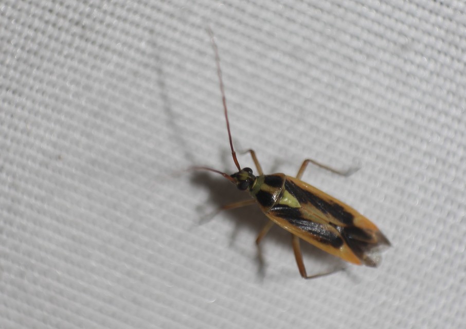 Stenotus binotatus - kétfoltos mezeipoloska