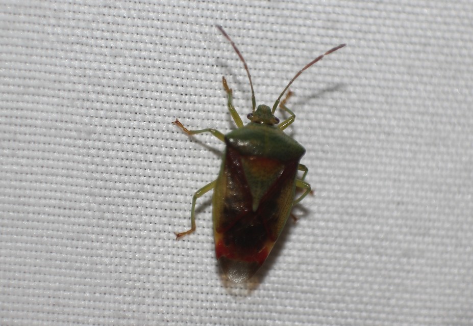 Elasmostethus Elasmostethus