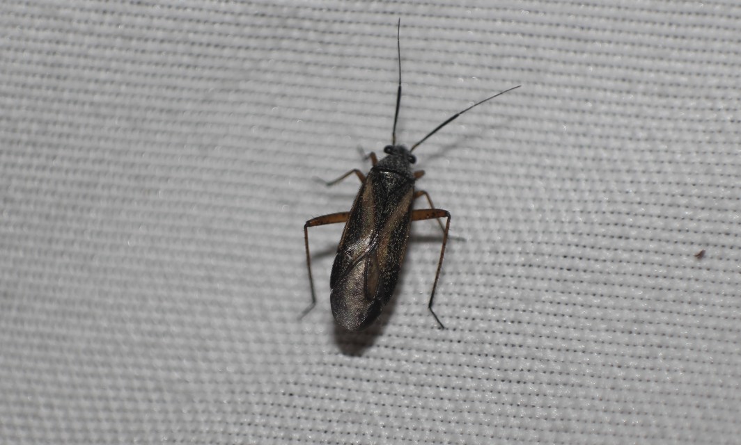 Orthocephalus saltator - szőrös ugrópoloska