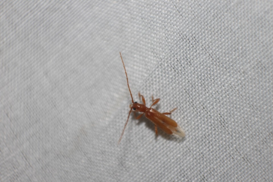 Axinopalpis gracilis - kecses selymescincér