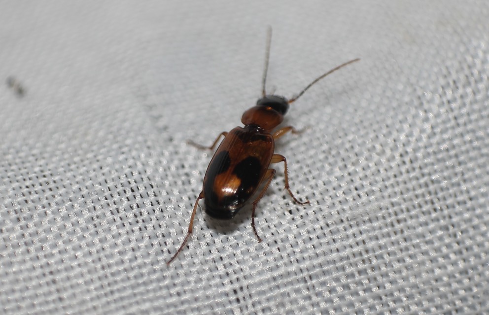Badister meridionalis - közönséges posványfutonc