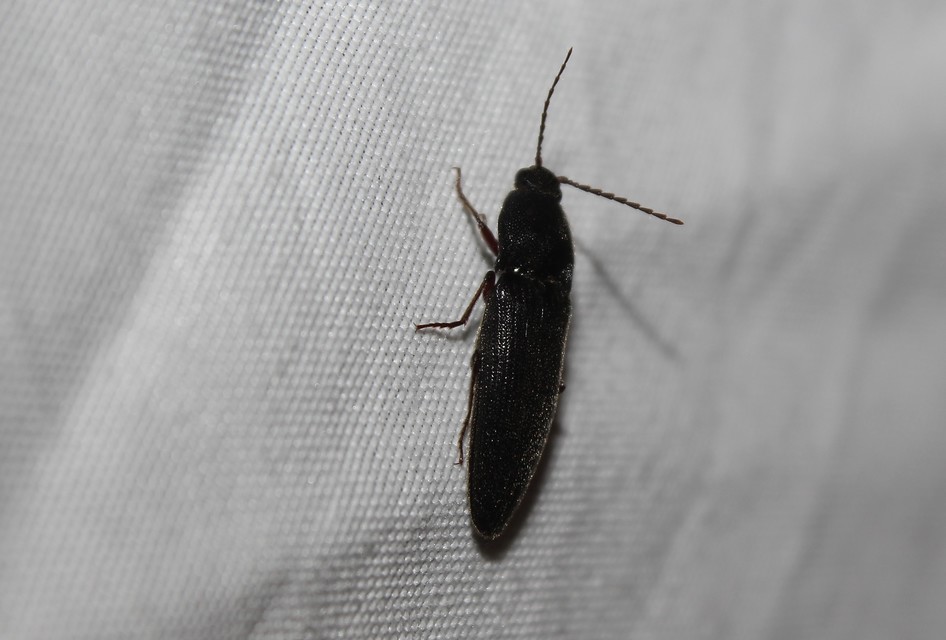Melanotus