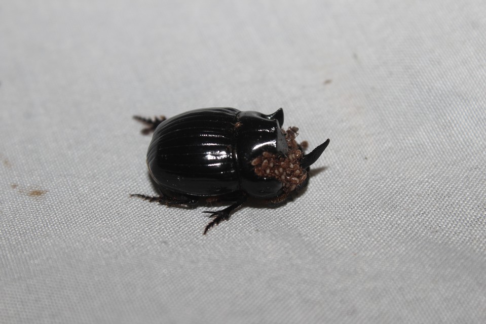 Copris lunaris - közönséges holdszarvú-ganéjtúró