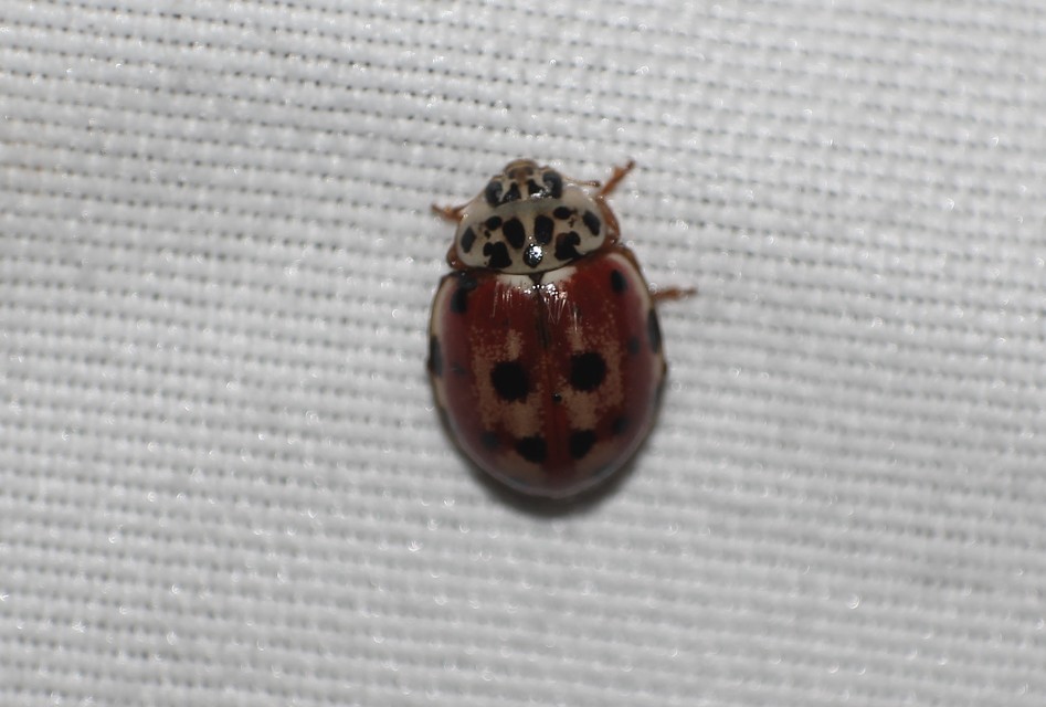 Harmonia quadripunctata - négypettyes katica