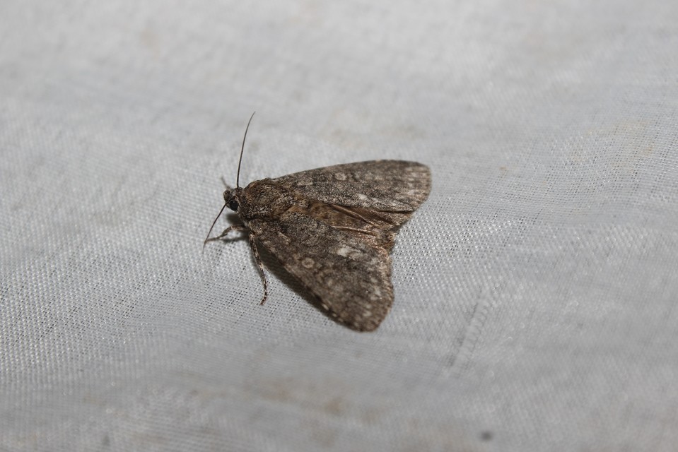 Acronicta rumicis - sóska-szigonyosbagoly