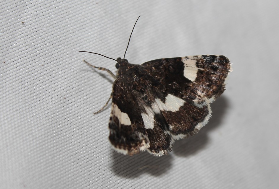Tyta luctuosa - fekete nappalibagoly