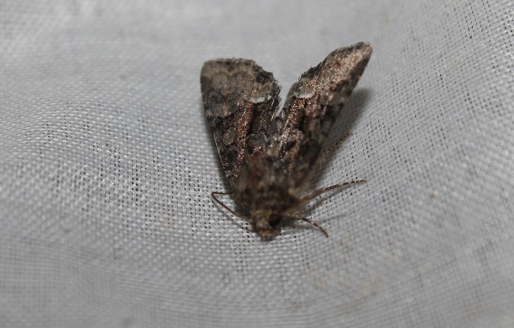 Oligia strigilis/latruncula/versicolor