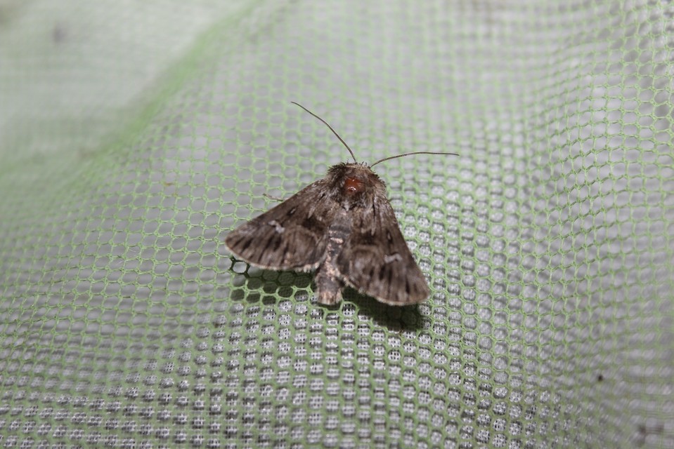 Calophasia lunula - gyújtoványfű-apróbagoly