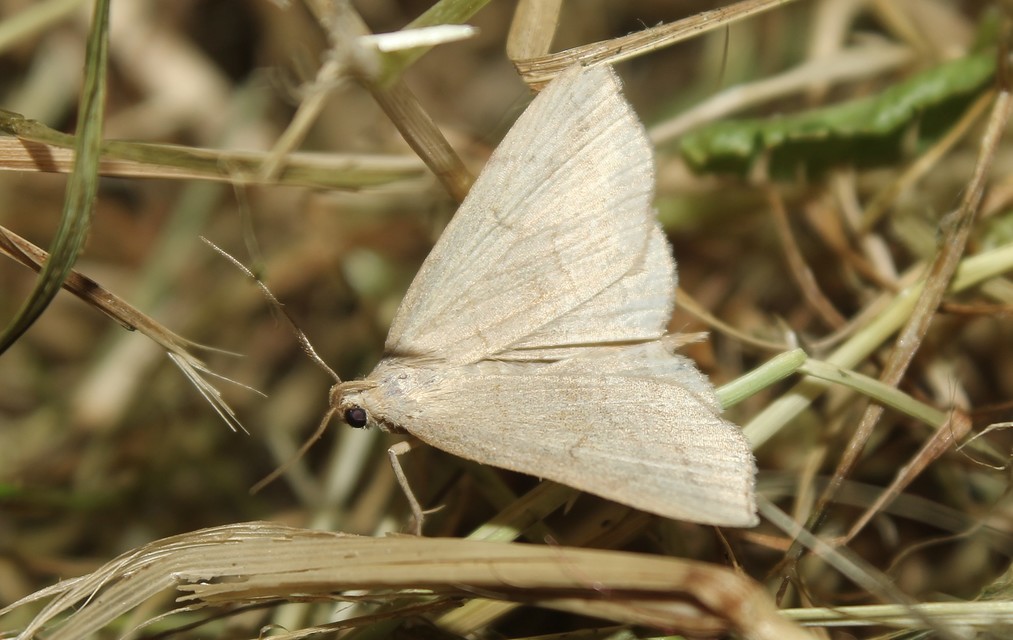 Herminia tarsicrinalis - szőröslábú karcsúbagoly
