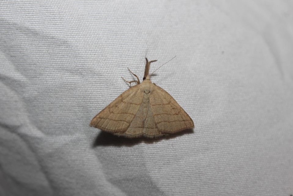 Polypogon tentacularia - sötétaljú karcsúbagoly