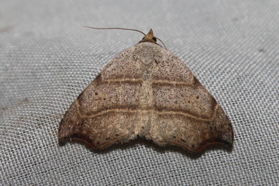 Laspeyria flexula - zuzmóbagoly