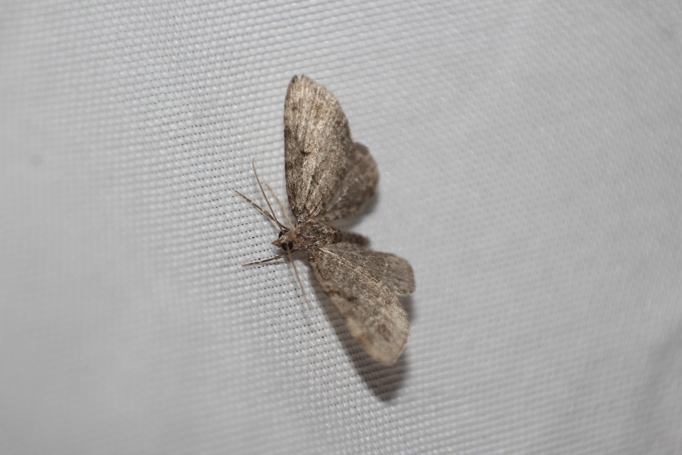 Pasiphila chloerata - hamvas törpearaszoló