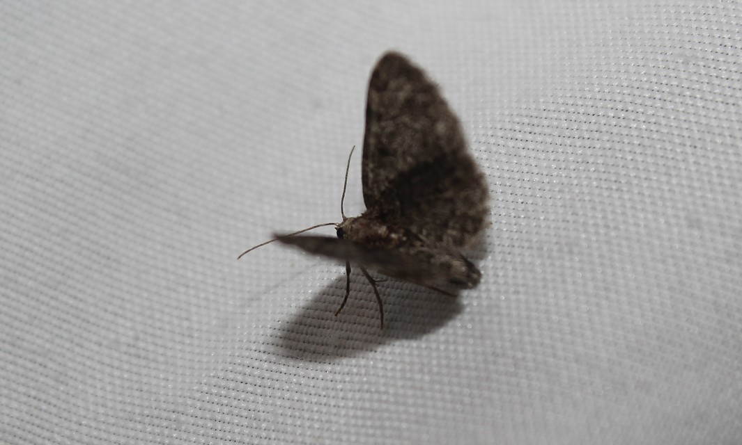 Pasiphila chloerata - hamvas törpearaszoló