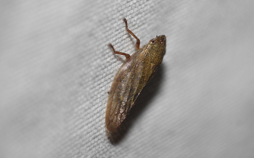Aphrophora salicina