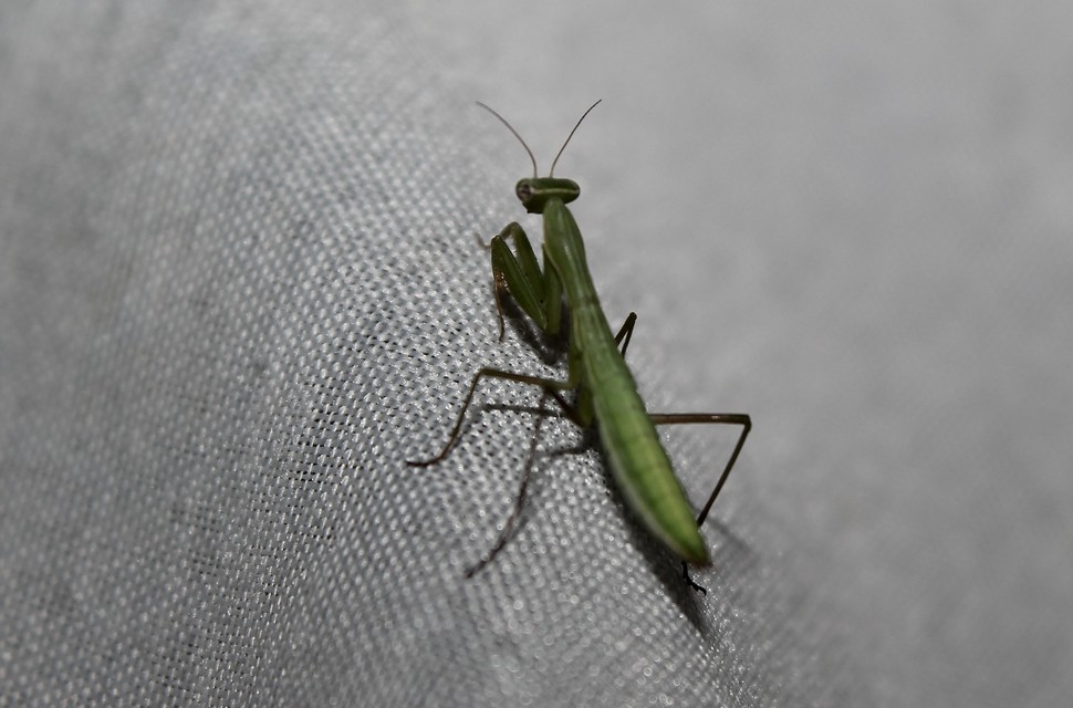 Mantis religiosa - imádkozósáska