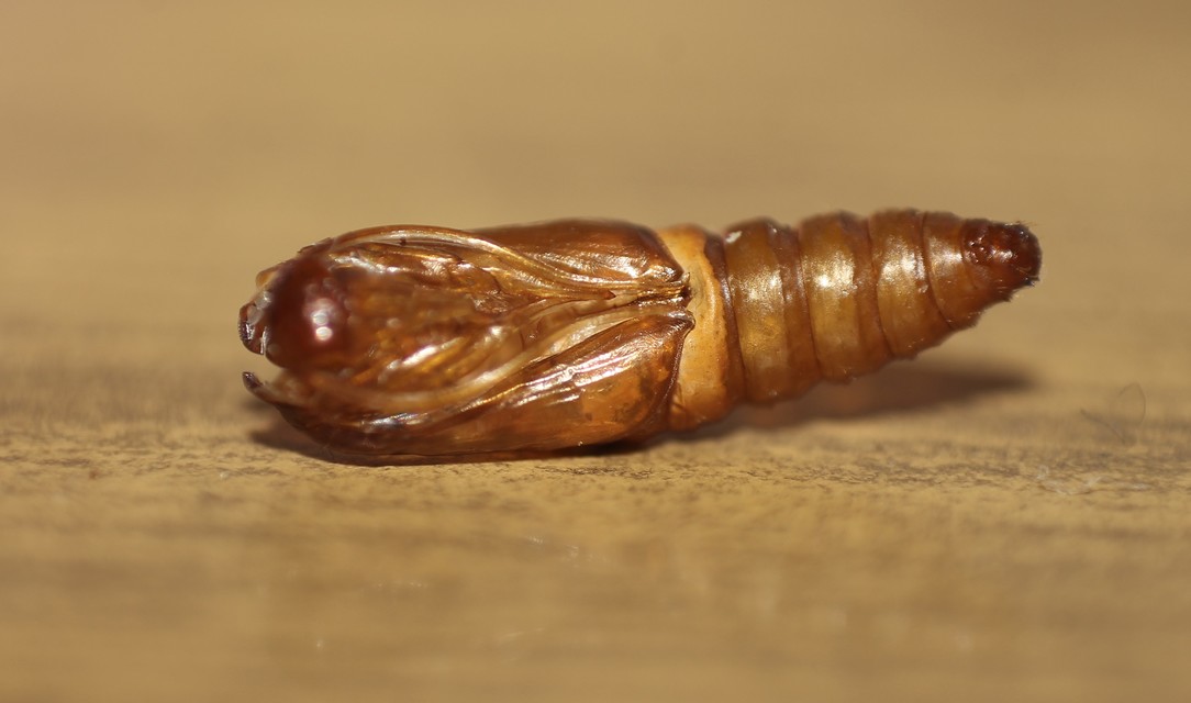 Plodia interpunctella - aszalványmoly