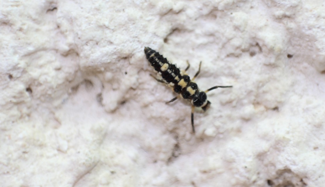 Propylea quatuordecimpunctata - tizennégypettyes füsskata