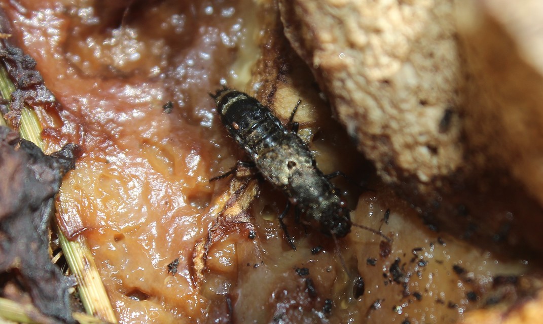 Ontholestes murinus - márványos holyva