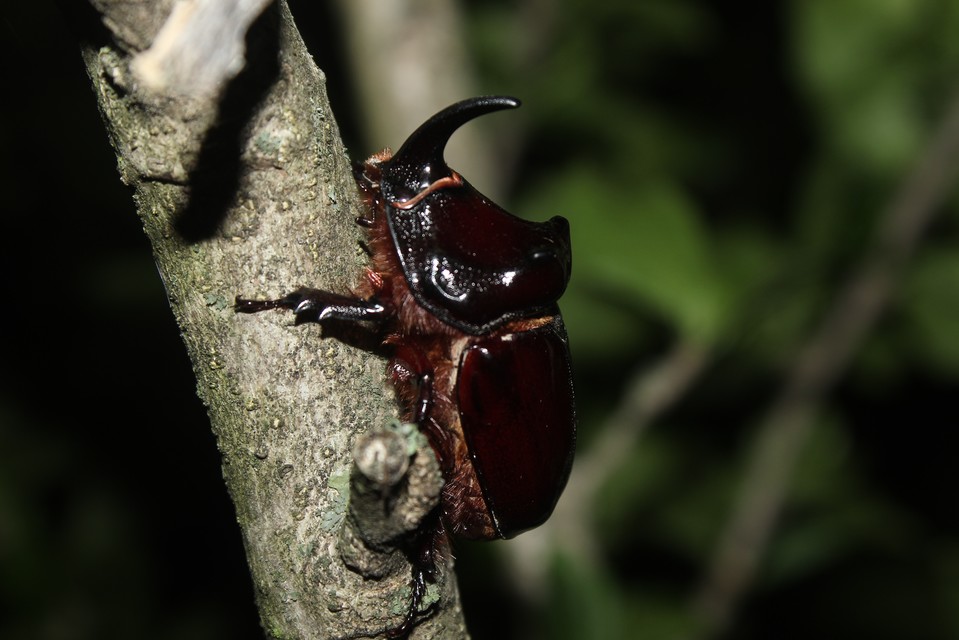 Oryctes nasicornis - orrszarvú bogár