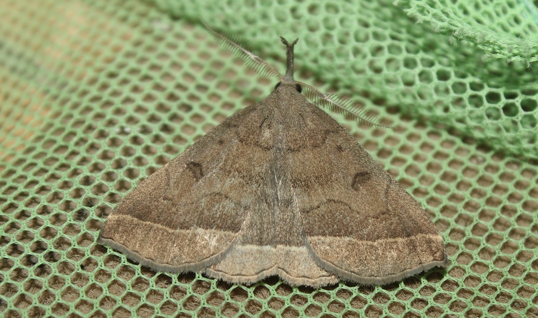 Pechipogo plumigeralis - tollascsápú karcsúbagoly