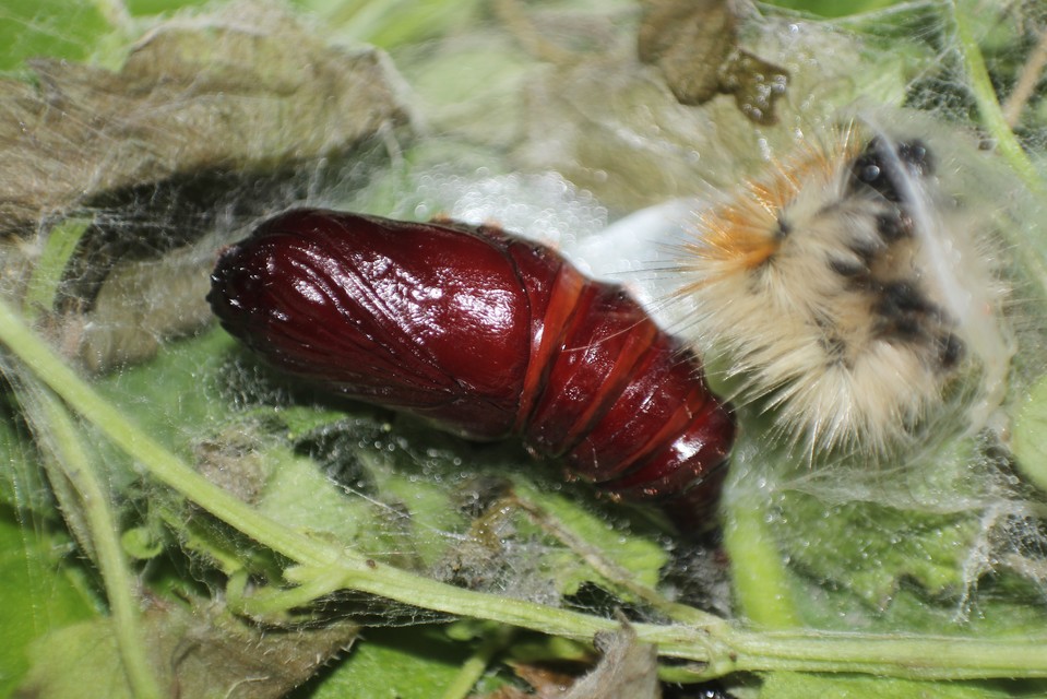 Rhyparia purpurata - bíborszínű medvelepke