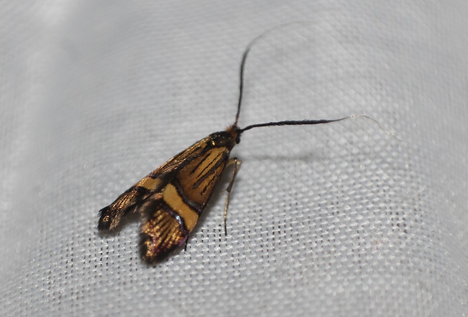 Nemophora degeerella - pompás tőrösmoly