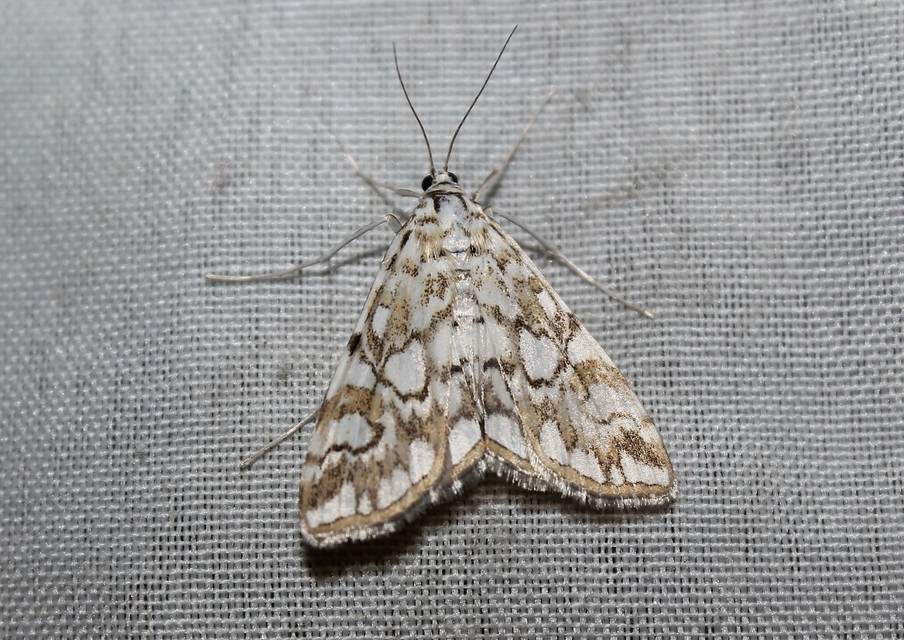 Elophila nymphaeata - tarka vízimoly