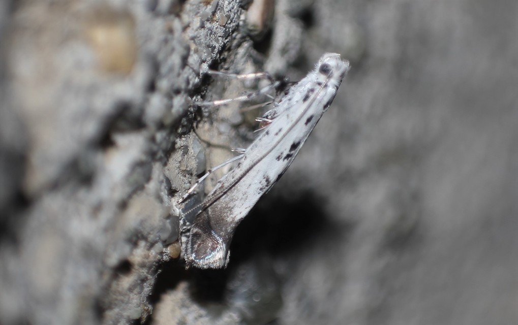 Ornixola caudulatella - farkos keskenymoly
