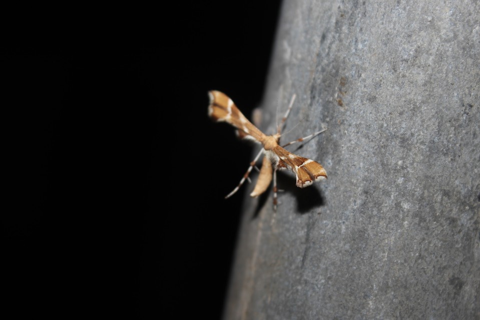 Cnaemidophorus rhododactyla - rózsabogyó-tollasmoly