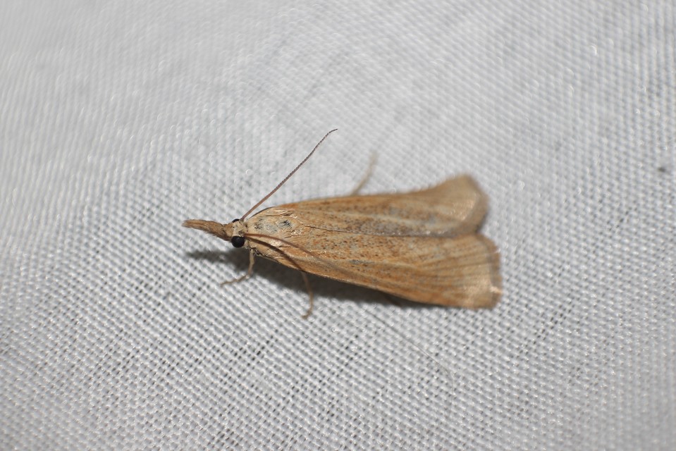 Agriphila straminella - aranyrojtú fűgyökérmoly