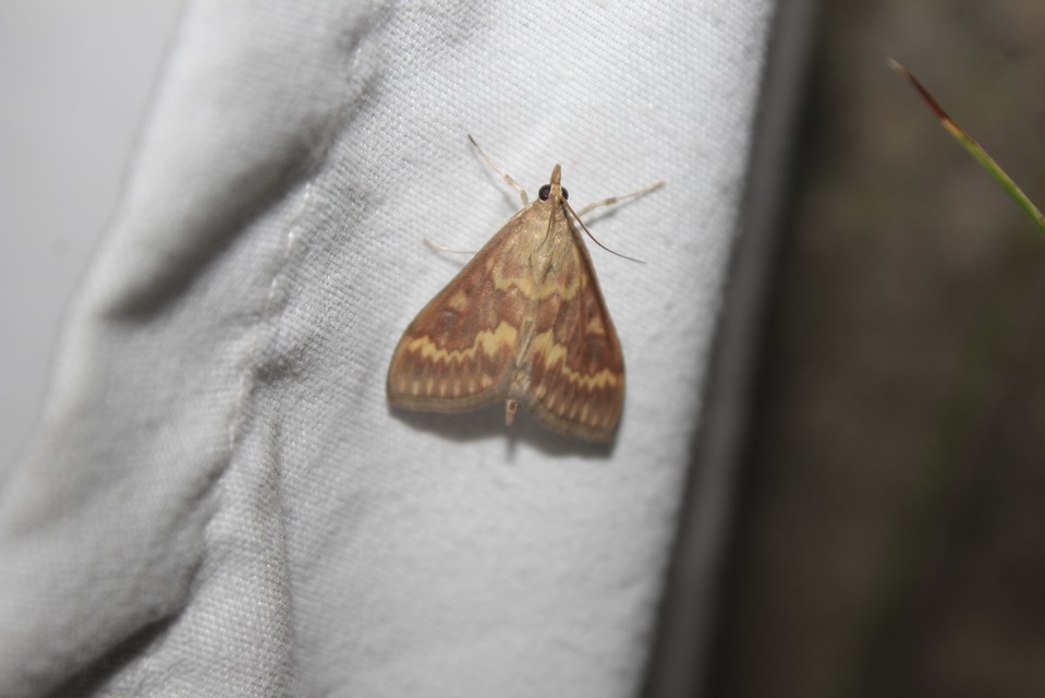 Ostrinia nubilalis - kukoricamoly