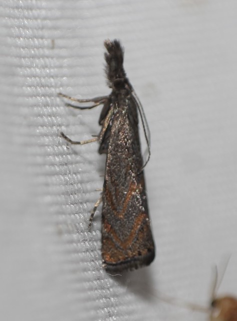 Platytes cerussella - törpe fűgyökérmoly