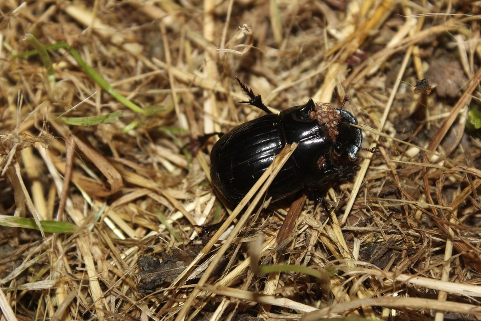 Copris lunaris - közönséges holdszarvú-ganéjtúró