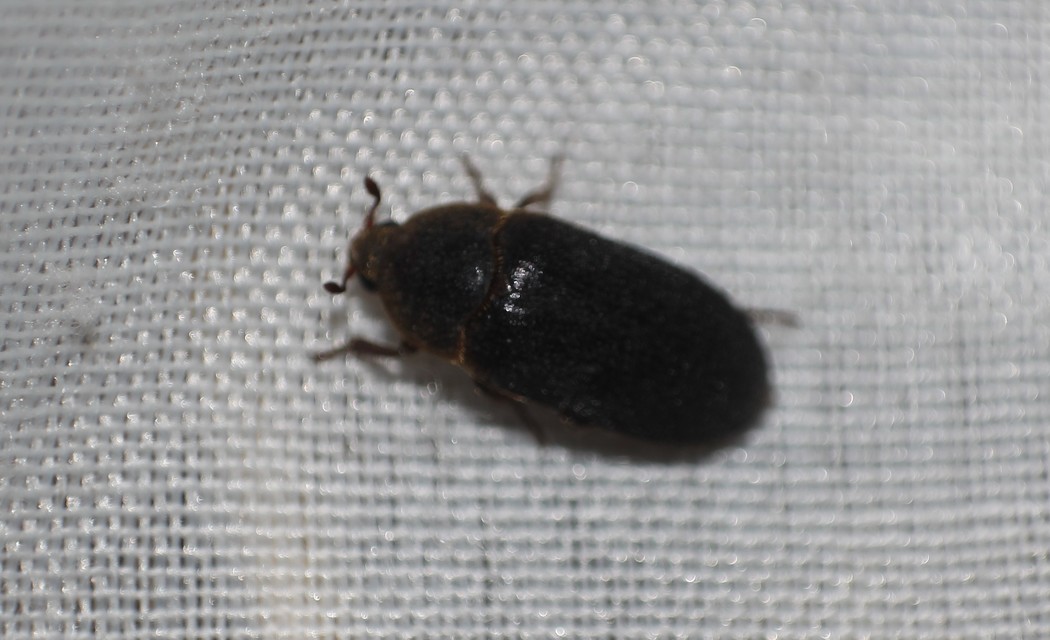 Dermestes bicolor - fészeklakó porva Dermestes bicolor - fészeklakó porva