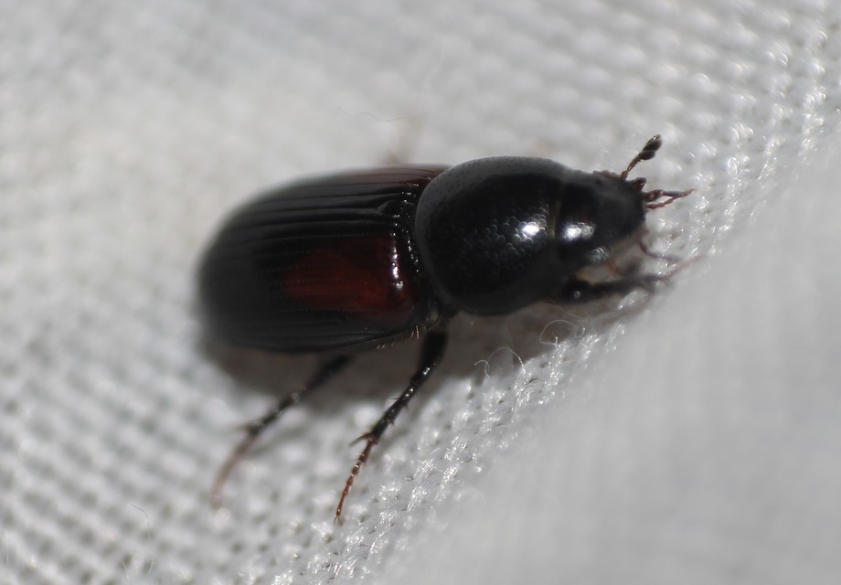 Aphodius varians - változékony trágyabogár