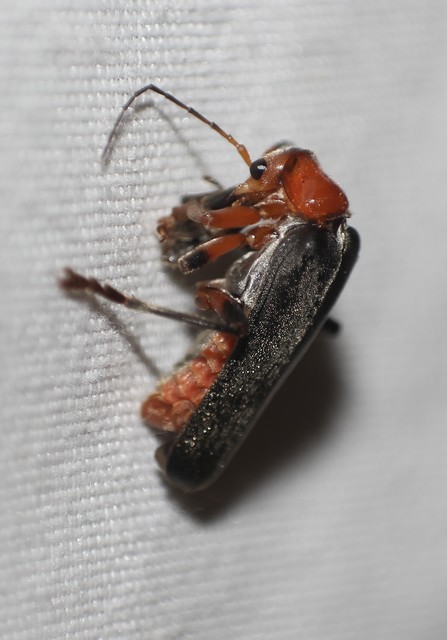 Cantharis rustica - suszterbogár